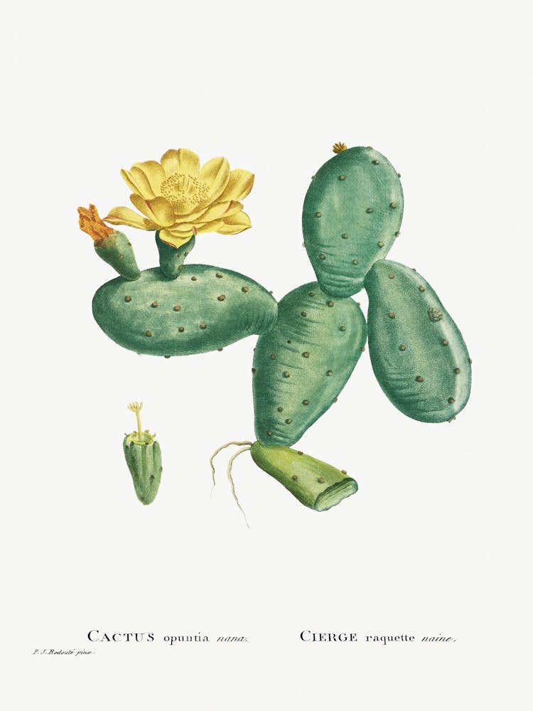 Cactus Opuntia Nana, Pierre Joseph Redoute