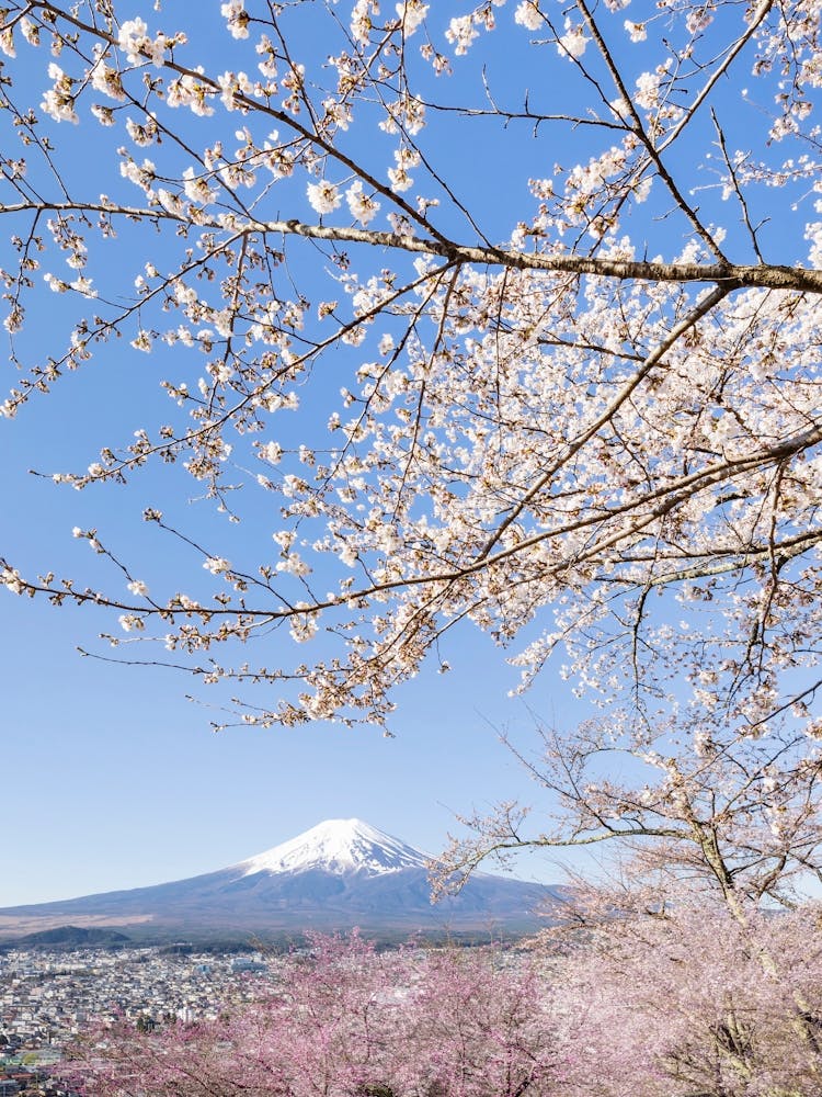 Charming View Of Mount Fuji With Cherry Blossoms