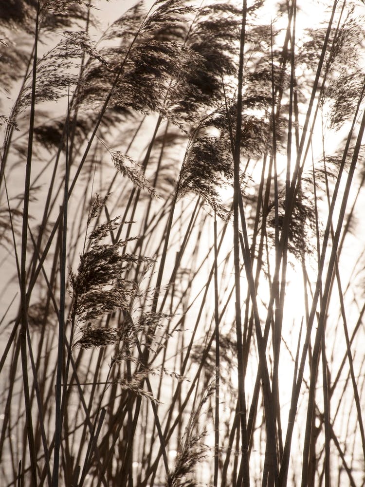 Grasses In The Golden Sunset