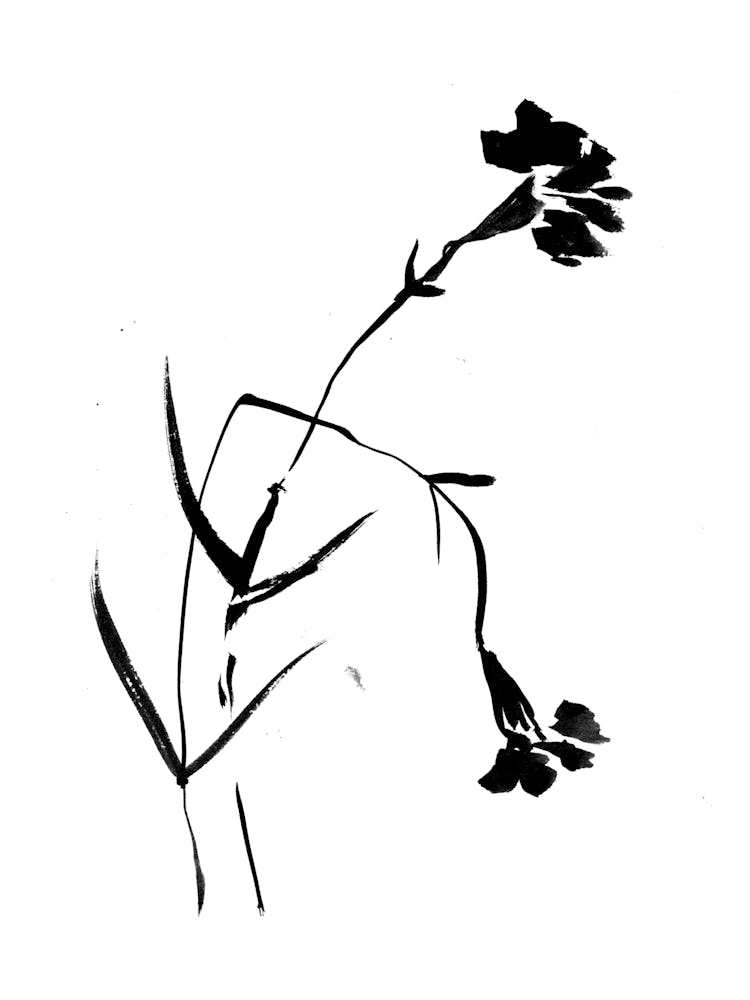 Black Carnation Flowers