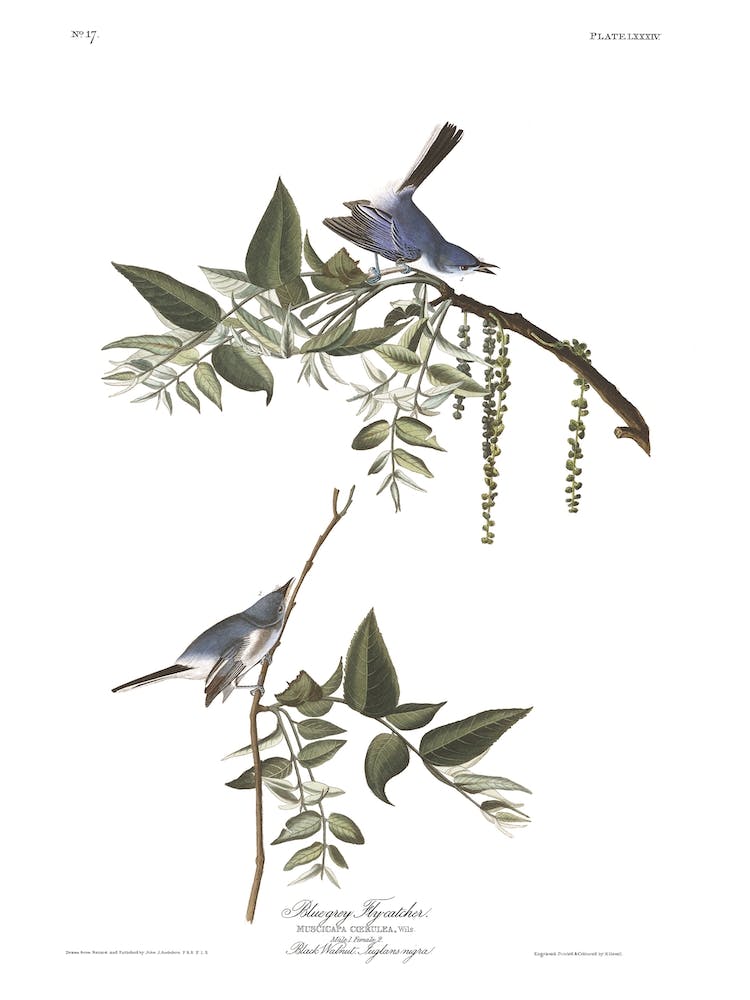 Bluegrey Flycatcher