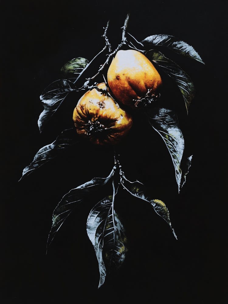 Deux Oranges Sur Une Branche