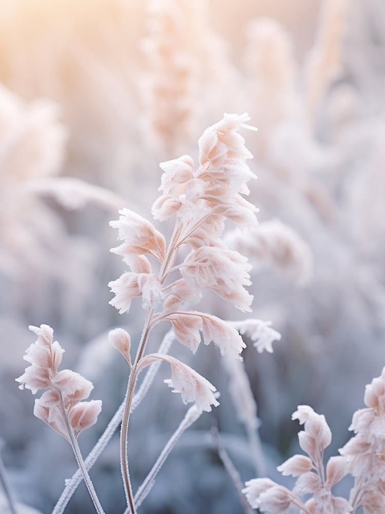 Frosty Botanical Mahonia 1