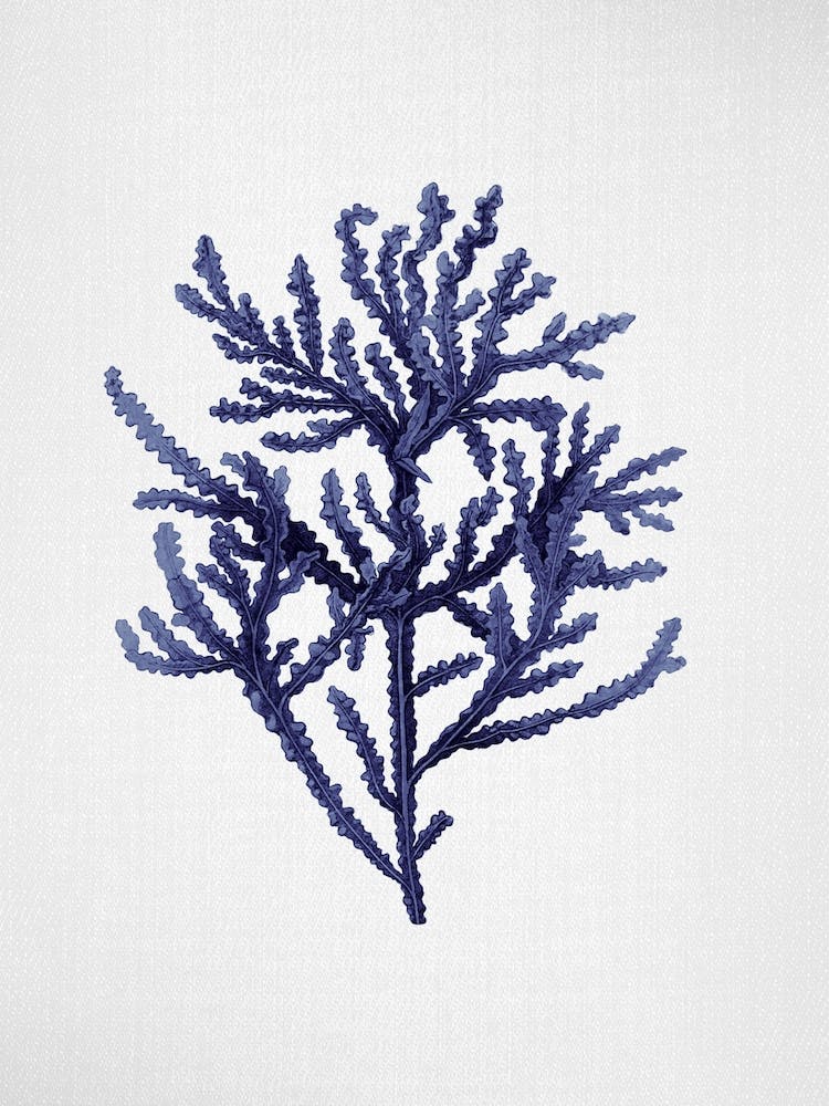 Seaweed 8
