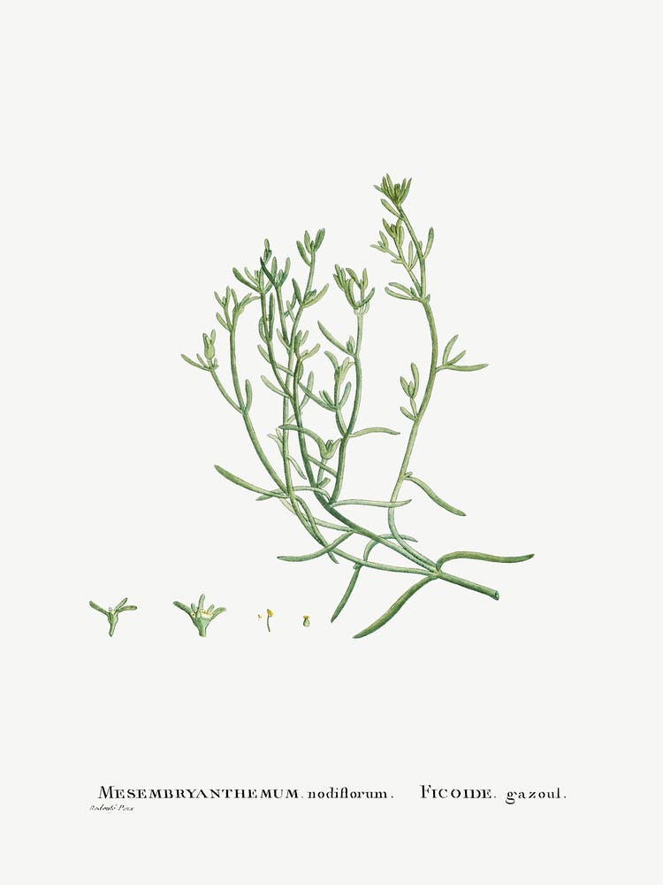 Mesembryanthemum Nodiflorum, Pierre Joseph Redoute 1