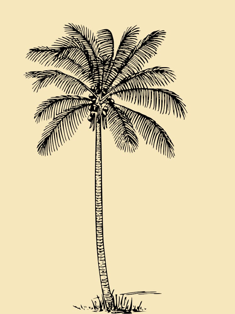 Palm Tree