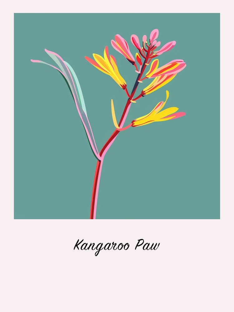 Kangaroo Paw Flower 3 Square Flower Illustration Poster