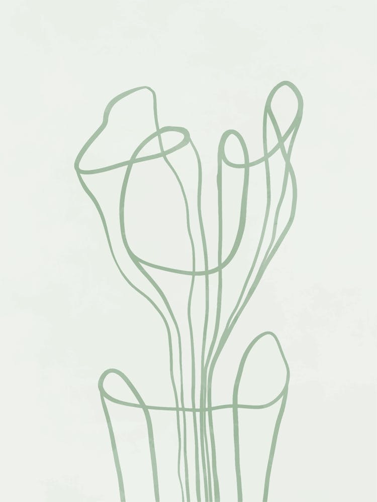 Tulip