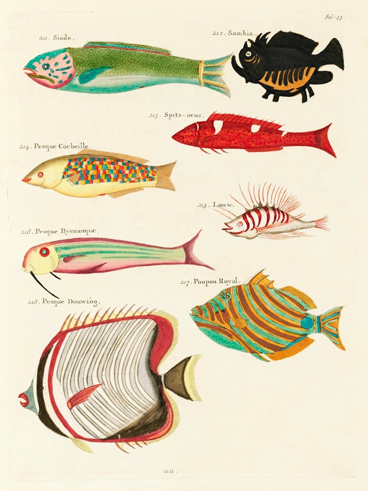 Colourful And Surreal Illustrations Of Fishes Found In Moluccas (Indonesia) And The East Indies, Louis Renard(35)