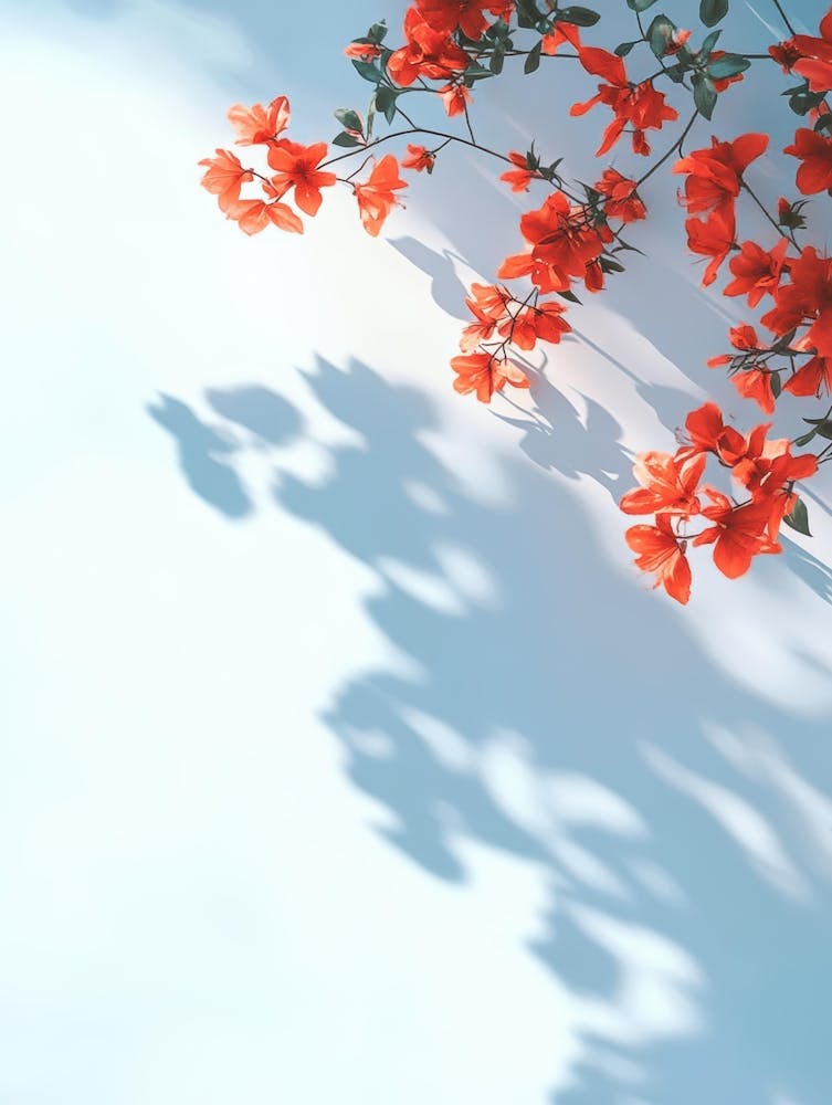 Shadow Of Flowers