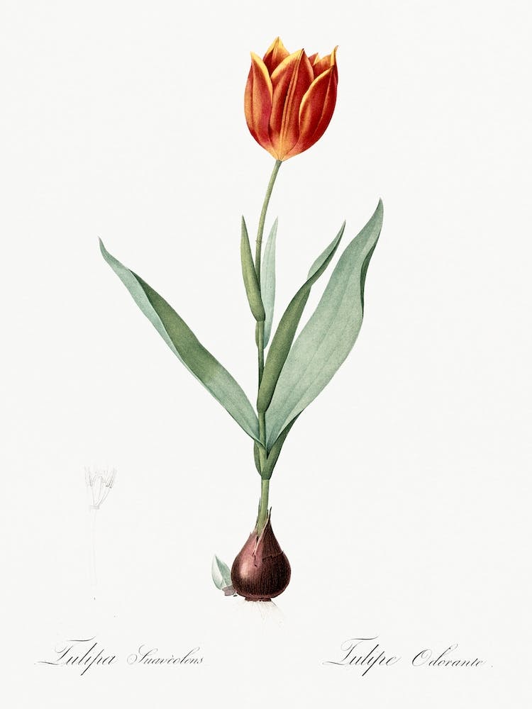 Tulip Illustration From Les Liliacées, Pierre Joseph Redouté