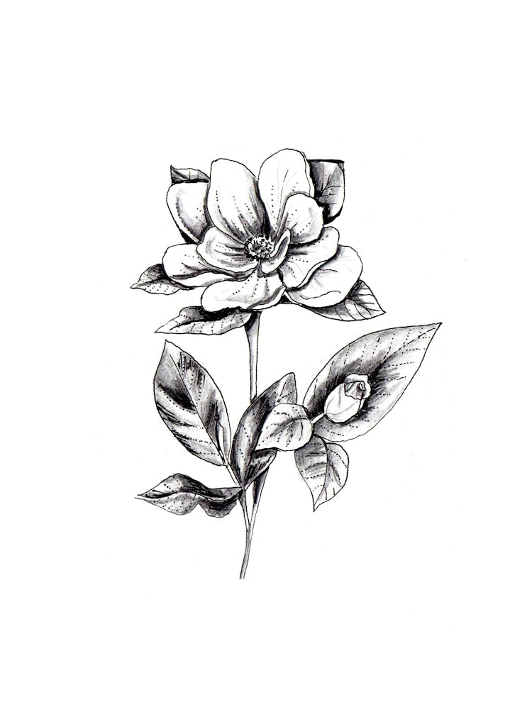 Magnolia Flower Black and White