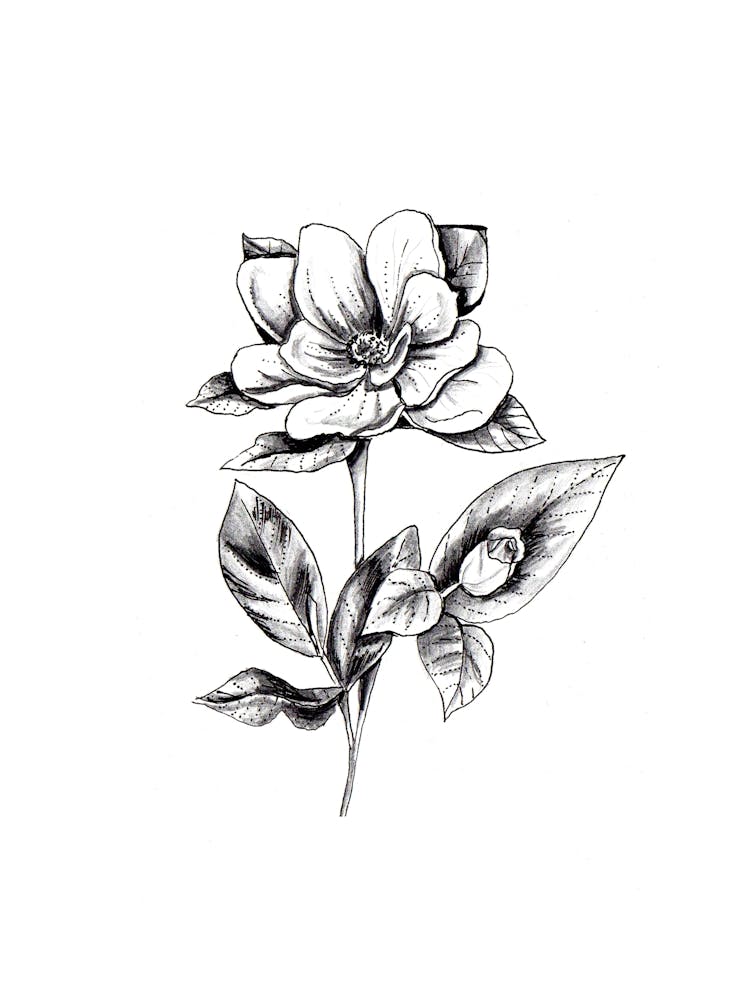 Magnolia Flower Black and White