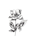 Magnolia Flower Black and White