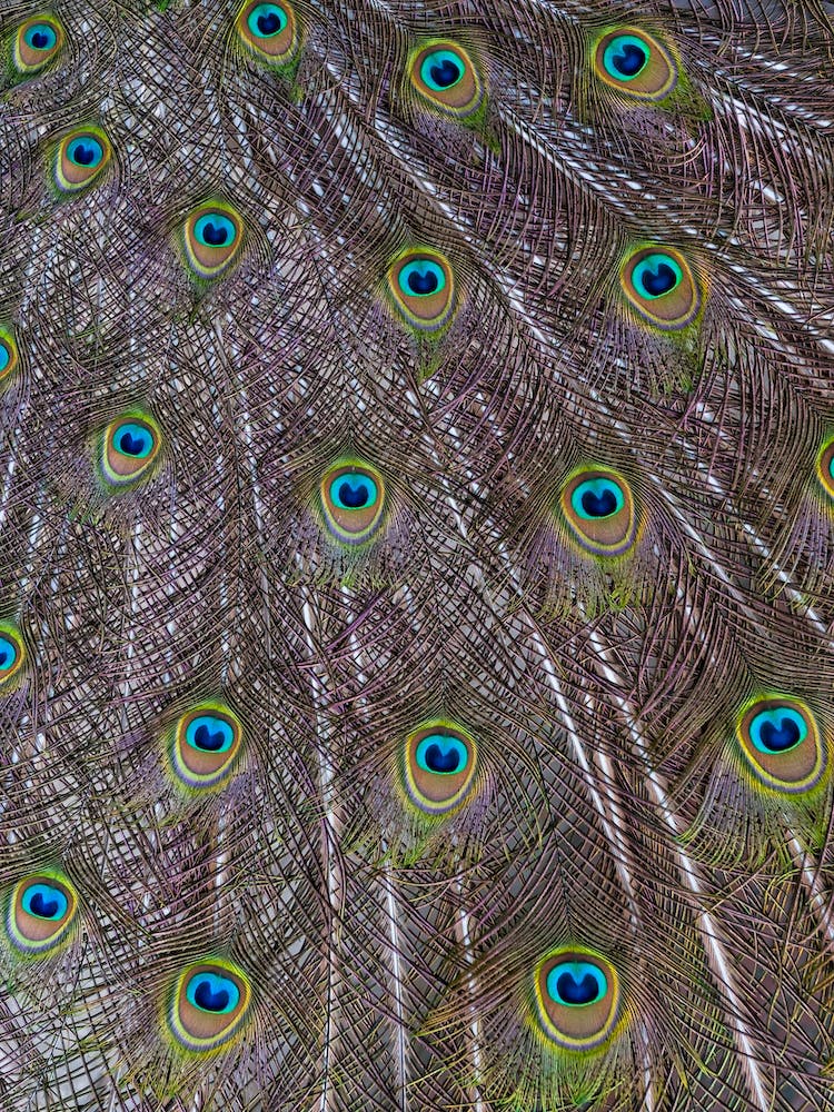 Peacock Feathers