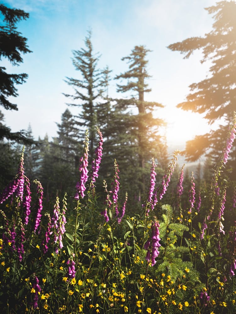 Wildflowers In The Mountains 1
