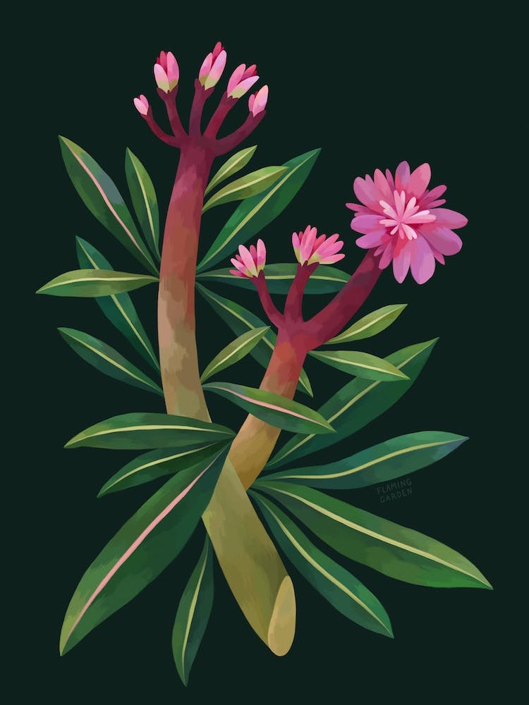 Pink Tropical Flower