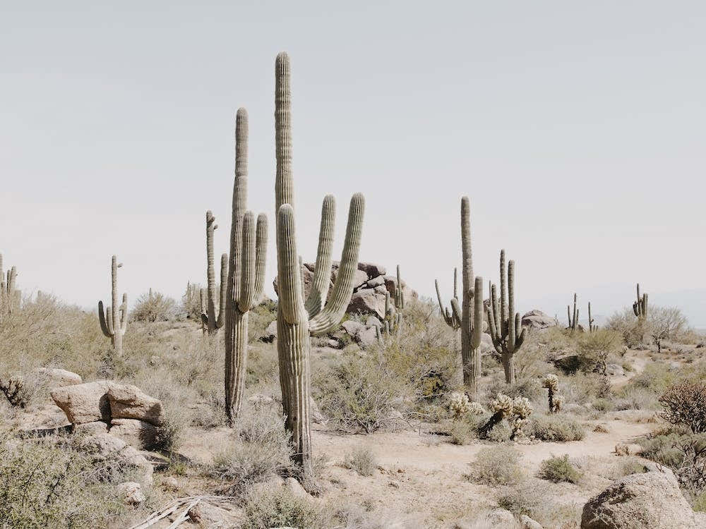 Saguaro Cactus Desert