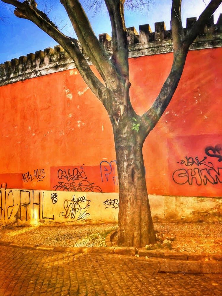 Urban Tree And Graffiti Wall