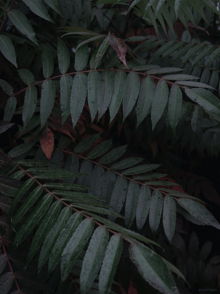 Dark Leaves In The Forest Vertical