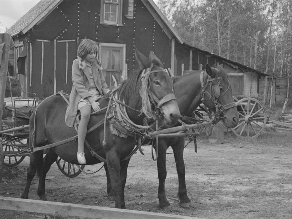 Girl Astride Mule, Farm Near Northome, Minnesota By Russell Lee 1