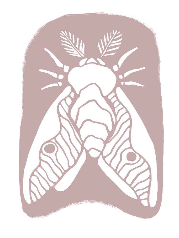 Moth Scandinavian