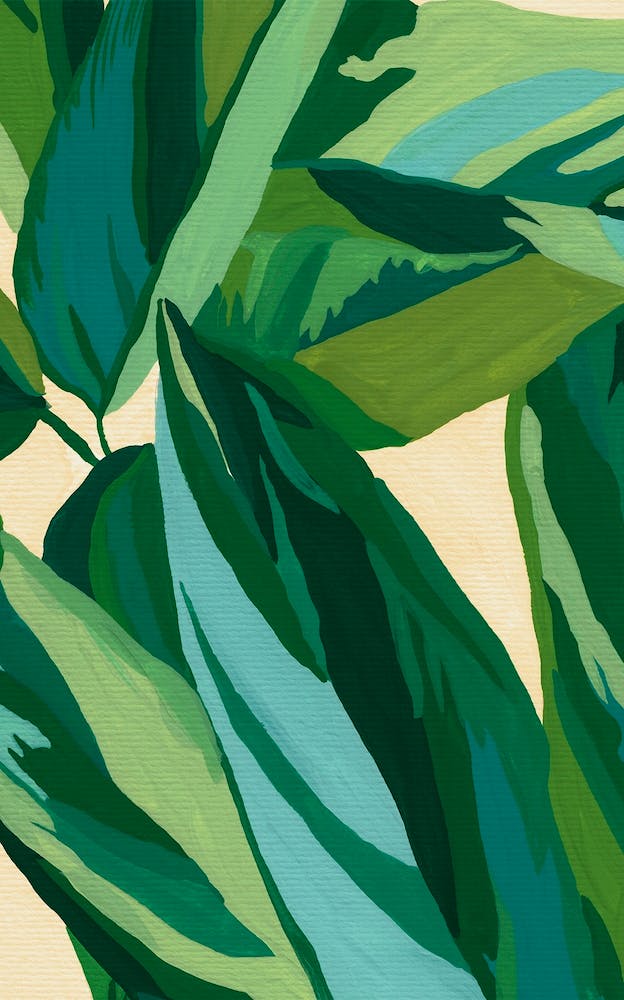 Calathea Triostar Houseplant