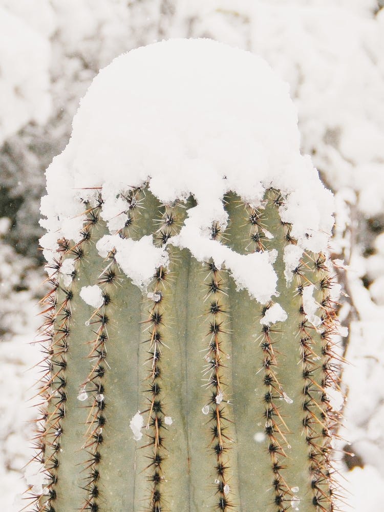 Saguaro In Snow