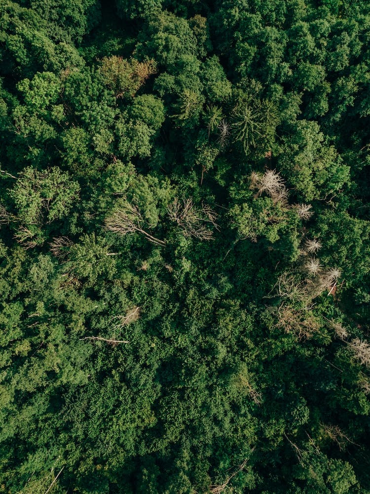 Verdure