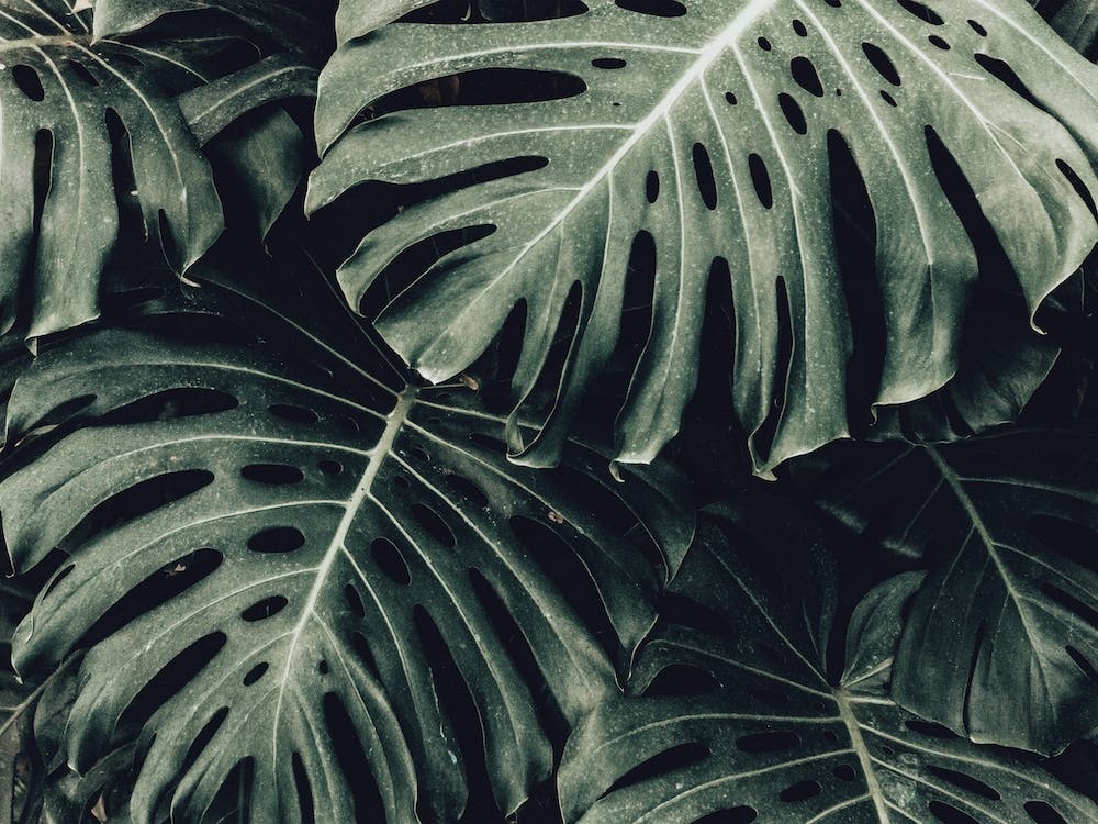 Lush Tropical Leaves