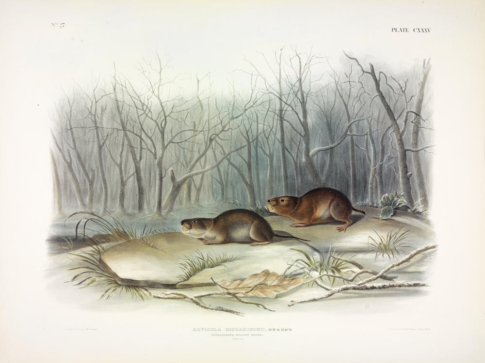 Wiesenmaus 1, John James Audubon