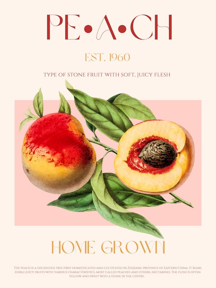 Peach Fruit Mid Century