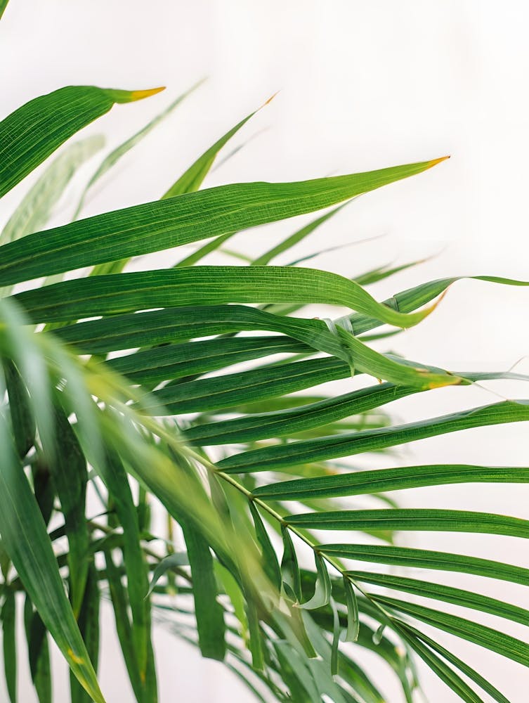 Fresh Green Palm Fronds: Detailed Botanical
