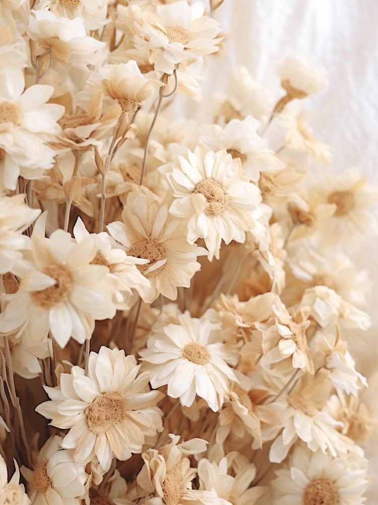 Boho Dried Flowers Cineraria 3