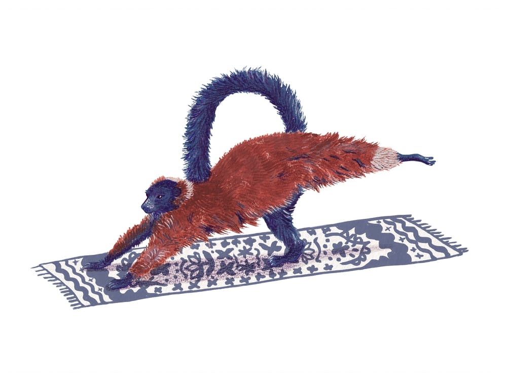 Lemur Plank - Animal Yoga