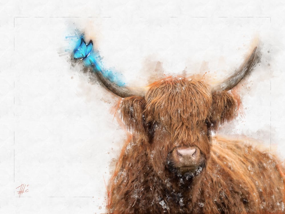 Highland Cattle And Butterfly