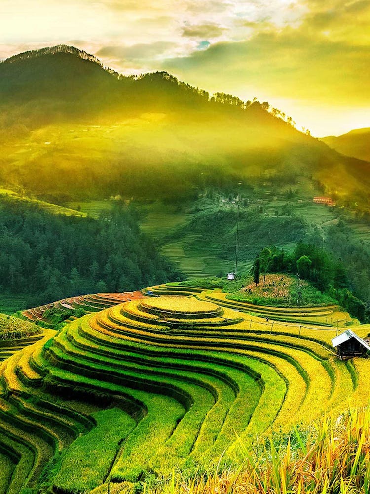 Rice Terraces In Vietnam