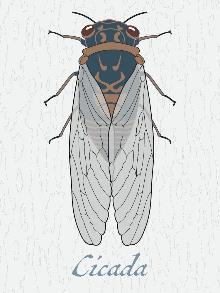 Cicada Bug Insect Australia Beetle 5