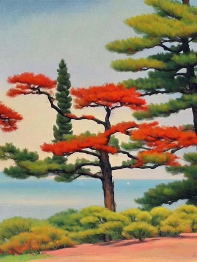 Japanese Red Pine Tree Watercolour