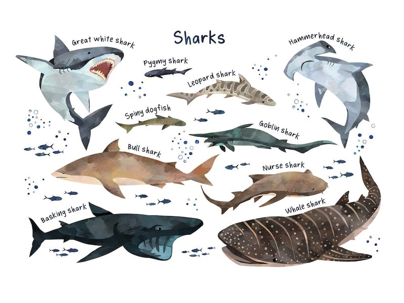 Shark Sea Life Print, Types of Sharks, Ocean Theme Kids Room