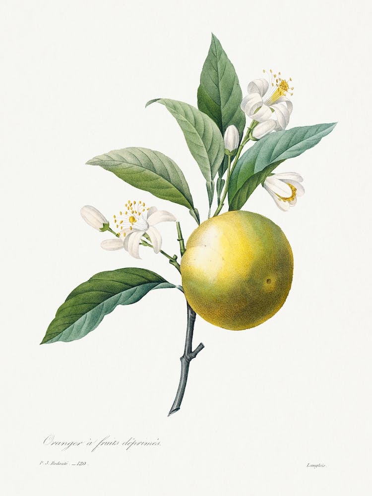 Orange, Pierre Joseph Redouté