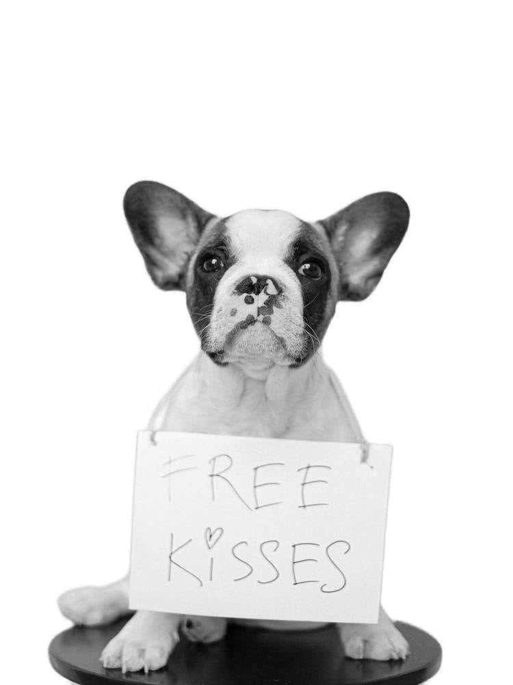 Funny Sayings Dog Free Kisses