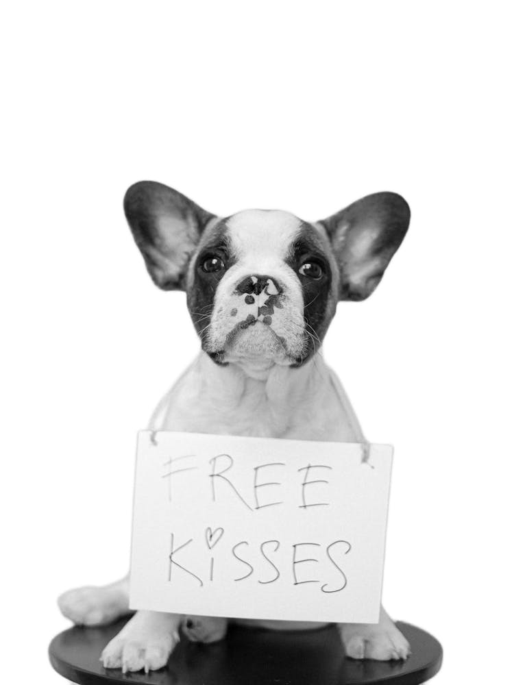 Funny Sayings Dog Free Kisses