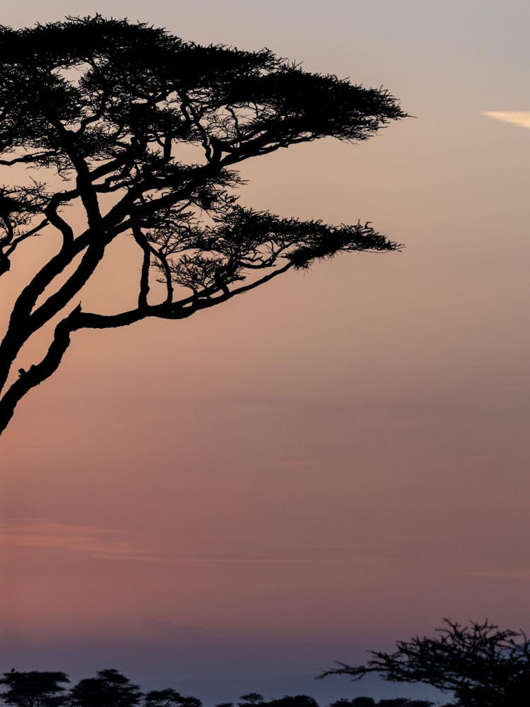 Acacia Tree At Sunset