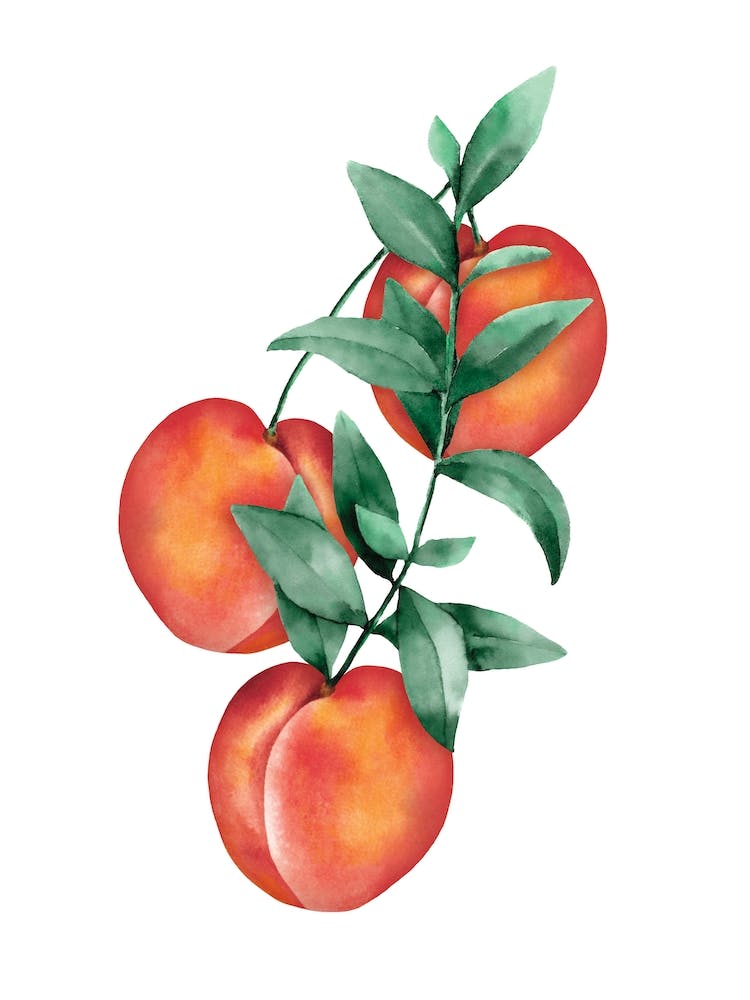 Peach Watercolor