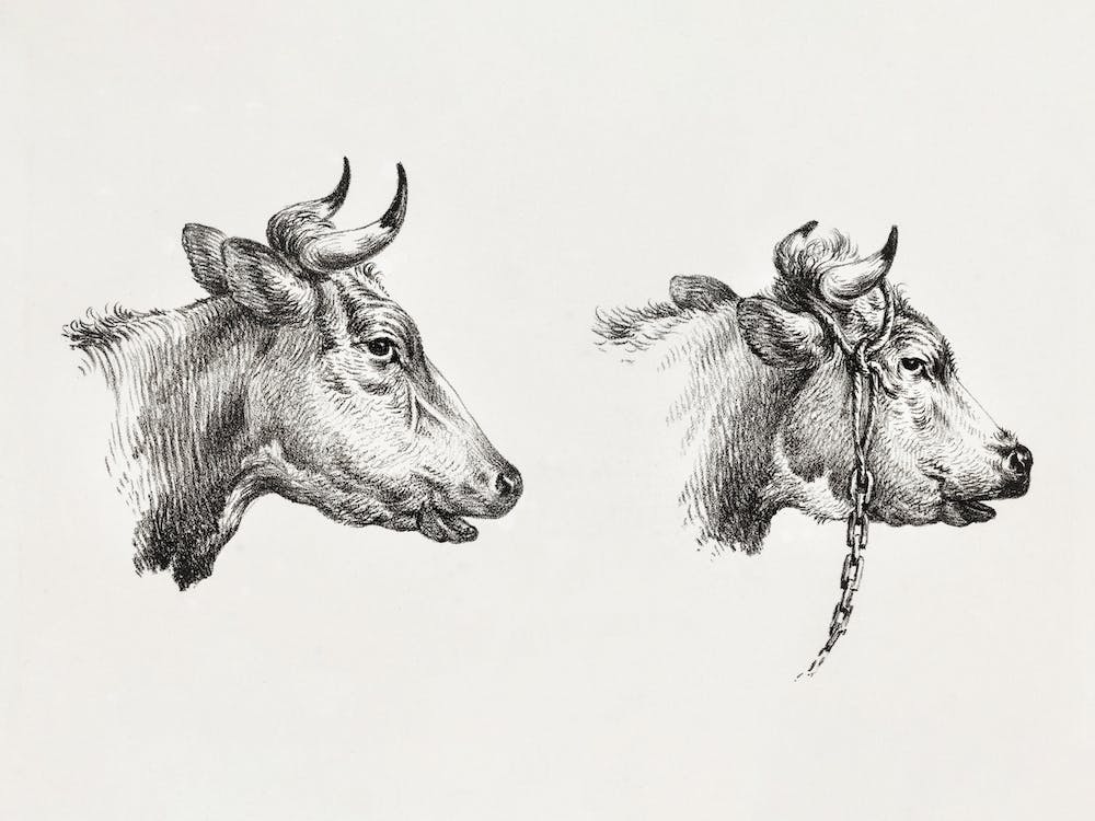Two Bull Heads, Jean Bernard