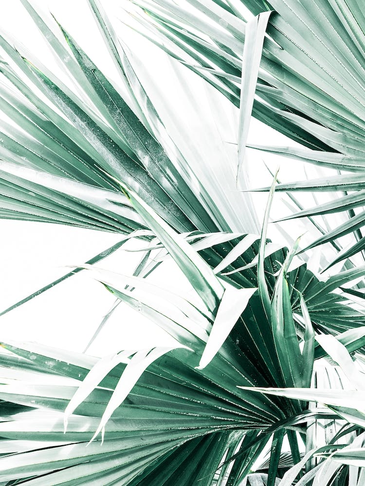 Palm Tree Leaves I