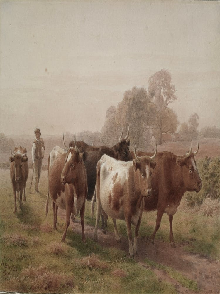 Herd Of Cattle