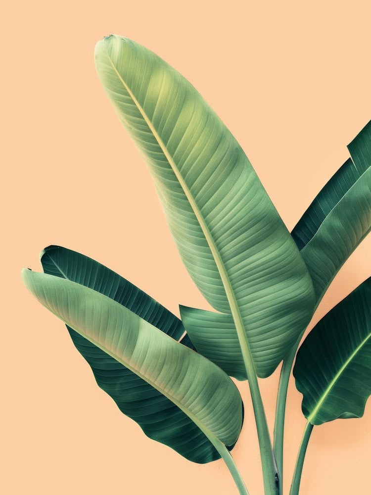 Banana Leaf On A Beige Background