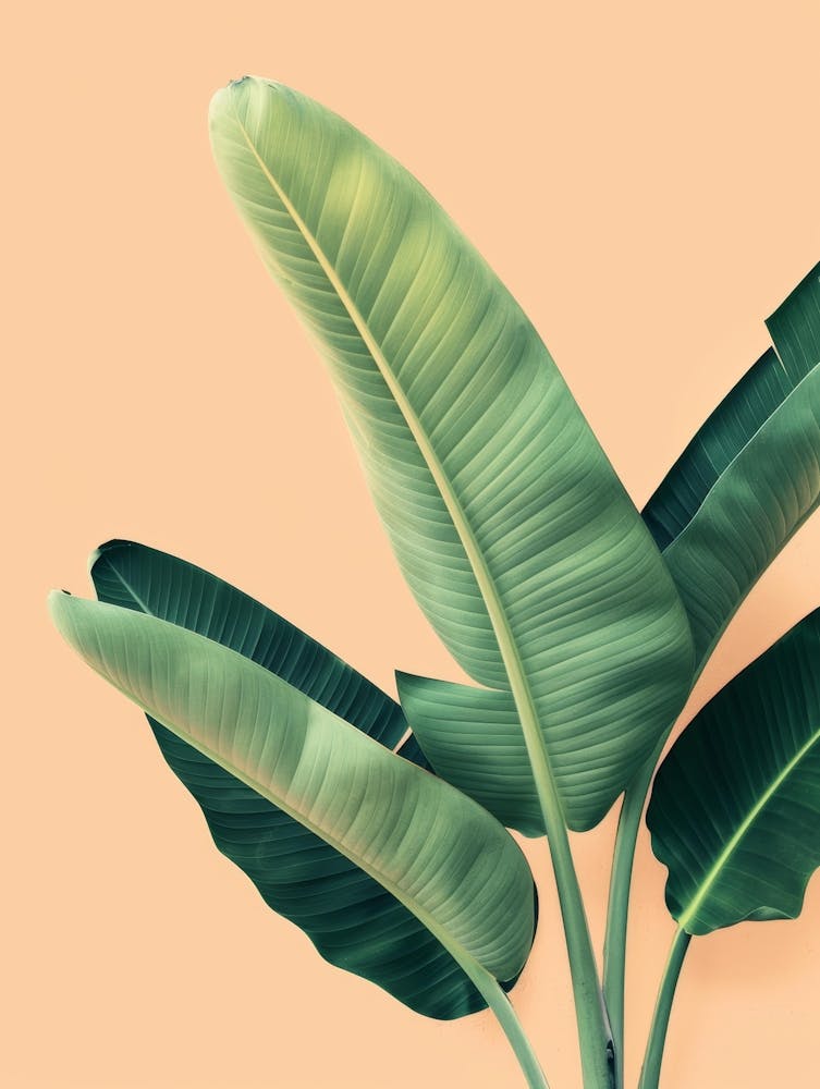 Banana Leaf On A Beige Background